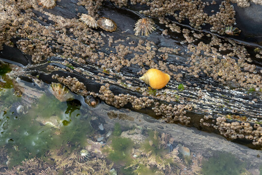 Rockpool with barnacles, yellow dogwhelk, limpets,topshells and seaweed