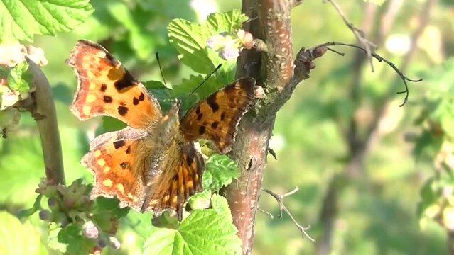 Butterfly Comma, Polygonia c-album on fruit bush of European gooseberry, Ribes uva-crispa with flower buds and green leaves in sunny spring day - close-up shot, real time.