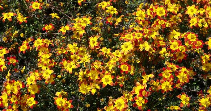 (Bidens ferulifolia) Bidens ferulifolia 'Blazing Glory'. A lot of flowers with yellow petals tinged of red, attracting bees and other pollinators
