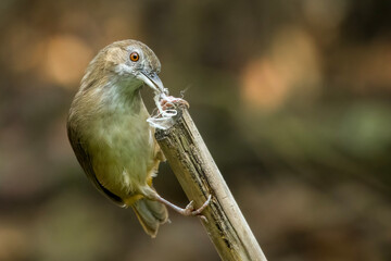 Naklejka premium Abbott's Babbler