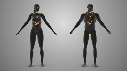 Endocrine Systems in Men and Women