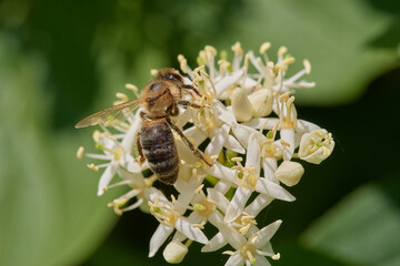 Amazing and hardworking bee on wildflower in summer day, Danubian forest, Slovakia