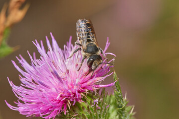 Amazing and hardworking bee on wildflower in summer day, Danubian forest, Slovakia