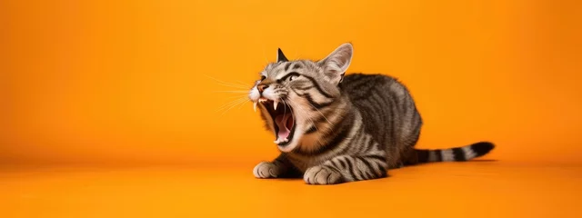 Foto op Plexiglas Evil cat looks maliciously, incredulously on orange background. Ferocious cat hisses with open mouth, shows teeth. Crazy tabby pet crying © ratatosk