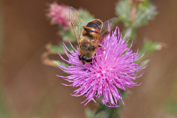 Amazing and hardworking bee on wildflower in summer day, Danubian forest, Slovakia