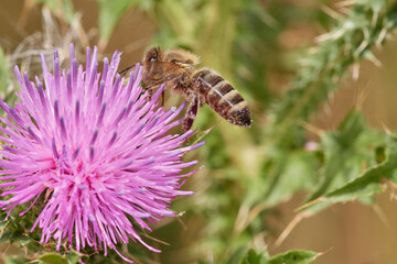 Amazing and hardworking bee on wildflower in summer day, Danubian forest, Slovakia