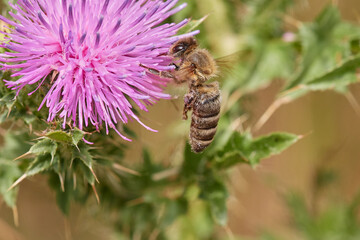 Amazing and hardworking bee on wildflower in summer day, Danubian forest, Slovakia
