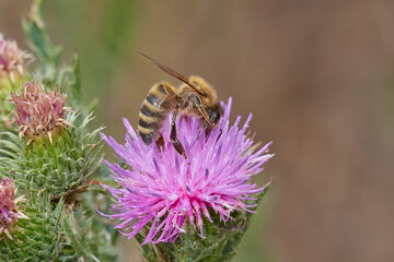Amazing and hardworking bee on wildflower in summer day, Danubian forest, Slovakia
