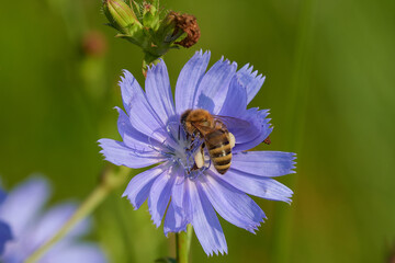 Amazing and hardworking bee on wildflower in summer day, Danubian forest, Slovakia