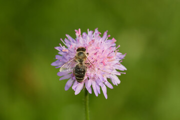 Amazing and hardworking bee on wildflower in summer day, Danubian forest, Slovakia