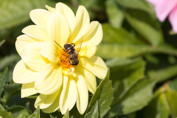 Bee on the yellow flower in summer