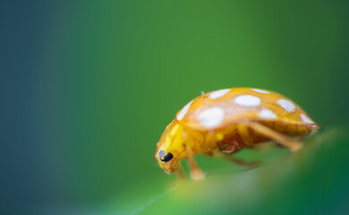 Orange ladybird, halyza sedecimguttata sitting on leaf. Macro animal background