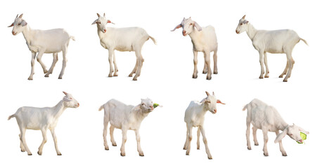 Cute goats isolated on white. Farm animal