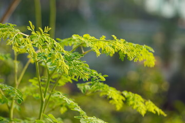 Miracle herb Moringa leaves