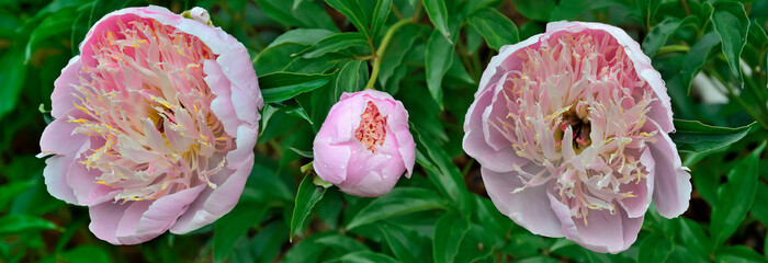 Fototapeta na wymiar Two pale pink peony flowers and bud variety Cream puff over blurred foliage on wide floral border. Delightful delicacy and perfection of flowers - floriculture, gardening or festive concept