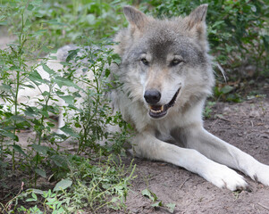 Naklejka na ściany i meble Summer Closeup Of North American Timber Wolf Resting On Ground