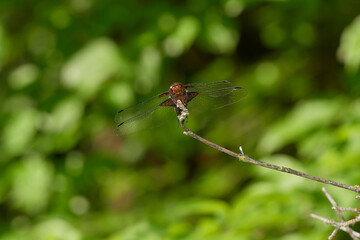 Brown hawker damselfly,, Aeshna grandis,, on summer meadow, Carpathian forest, Slovakia