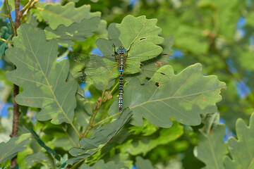 Common blue damselfly on summer meadow, Danubian forest, Slovakia