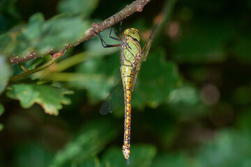 Brown hawker damselfly,, Aeshna grandis,, on summer meadow, Carpathian forest, Slovakia