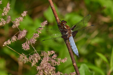 Broad-bodied chaser dragonfly,, Libellula depressa,, on wildflower in summer day, Danubian forest, Slovakia