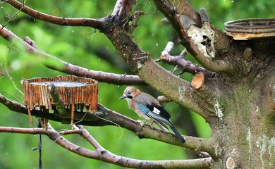 The Eurasian jay eats sunflowers seeds on the fodder rack while raining