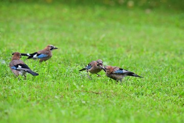 A flock of jays fights among themselves for food in the grass during rain