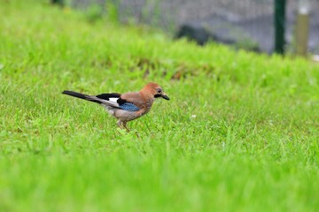 The Eurasian jay walking and eating in the grass close up portrait