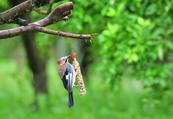 The Eurasian jay sitting on tallow ball eating sunflower seeds during rain