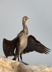 Socotra cormorant on limestone rock at Busaiteen coast, Bahrain