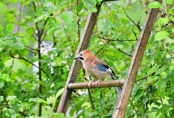 The Eurasian jay watching in the tree top between the leaves while rain.