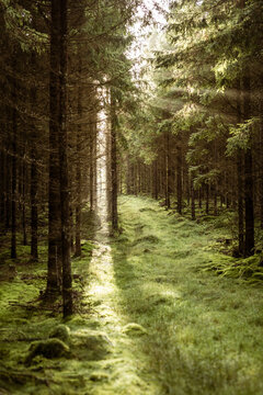 Magischer Weg im Wald mit Sonnenstrahlen