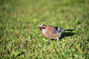 The Eurasian jay walking and eating in the grass close up portrait