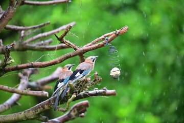 The Eurasian jay sitting on tallow ball eating sunflower seeds during rain