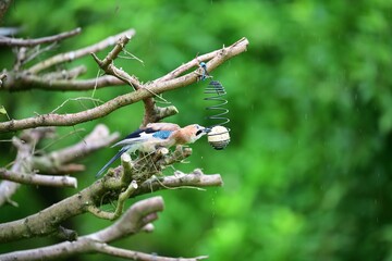 The Eurasian jay sitting on tallow ball eating sunflower seeds during rain