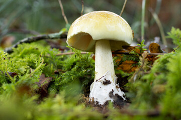 mushrooms in the forest, amanita phalloides