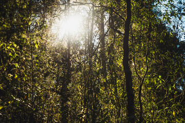 Obraz premium Details of leaves, trees, branches and flowers of the forest.