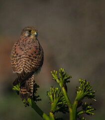 Falco tinnunculus