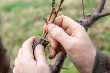 The gardener grafts a fruit tree using the split method and inserts the young graft into the split trunk