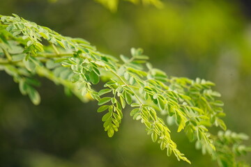 Miracle herb Moringa leaves
