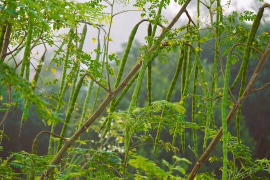 Drumsticks in Moringa tree