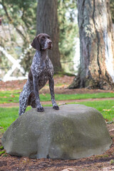 Champion dog posing