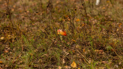 Red fly agaric against a background of autumn grass and trees