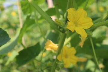 Cucumber on tree in farm