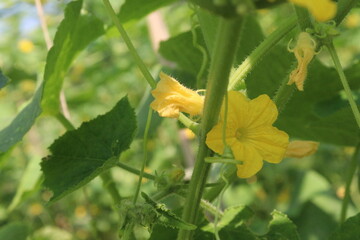 Cucumber on tree in farm