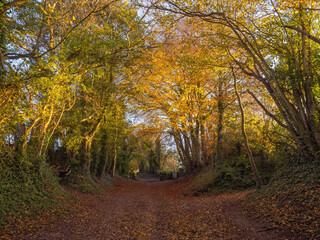 Halnaker Tree Tunnel