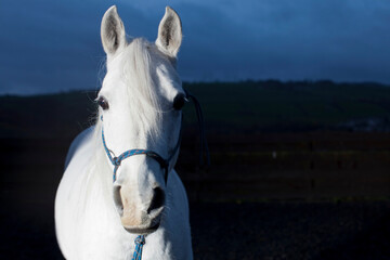 White Arab Horse Head Portrait at Dusk
