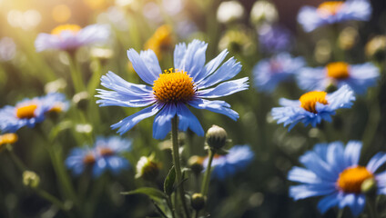 Beautiful summer chamomile flowers on a clearing close-up, background