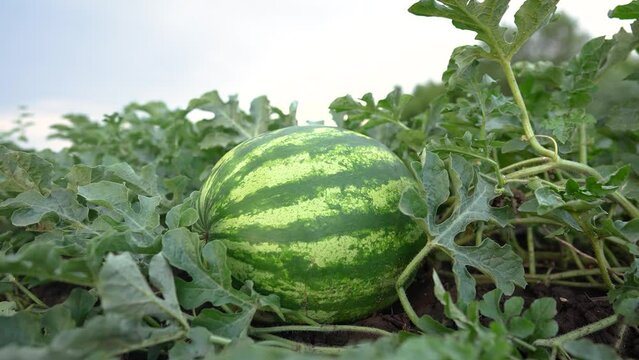 large watermelon field. agricultural business concept. large industrial green watermelon field under the sky. field with large fruits lifestyle ripe watermelons under the sun's rays