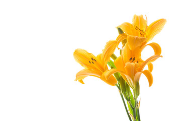 bouquet of beautiful yellow lilies, on white background.