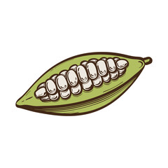 Fruit of a cocoa bean plant cut in half drawn in black outline color. Flat style. Vector illustration.